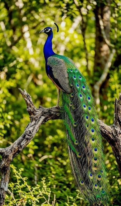 Indian peafowl (Pavo cristatus) in Yala National Park